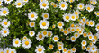 © Bowonpat - Beautiful white daisy. Flower background