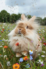 Wall Mural - A fluffy bunny is sitting among a colorful field of flowers on a bright sunny day, surrounded by natures beauty