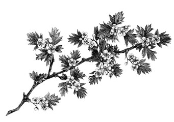 Hawthorn Branch