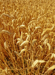 Wall Mural - Wheat, landscape and farm with nature in countryside, sustainability and growth for environment with closeup. Eco, plant or field with agriculture, ecosystem and biodiversity on farmland in Italy