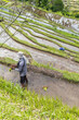 © Manu Prats/Stocksy - Asian farmer growing rice seeds, Bali