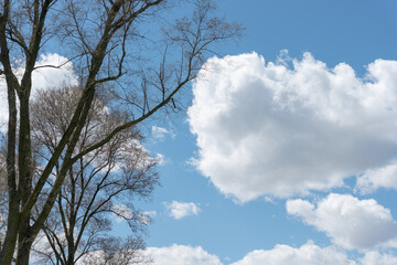 tree in silhouette on sky with cloud in springtime