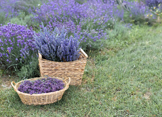 Poster - Harvesting season. Lavender bouquets and basket.