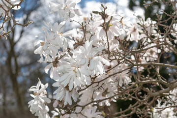 Poster - white star magnolia blossoms in springtime