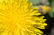 黄色のたんぽぽの花のアップ