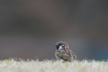 Wall Mural - eurasian tree sparrow in a field