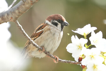 Wall Mural - eurasian tree sparrow in a field