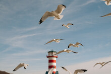 Port Of Grafton Illinois Lighthouse And Seagulls