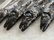 Espada black scabbardfish  is a bathypelagic cutlassfish  Mercado de Lavradores, Funchal, Madeira, Portugal.