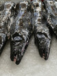 Espada black scabbardfish  is a bathypelagic cutlassfish  Mercado de Lavradores, Funchal, Madeira, Portugal.