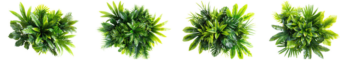 Wall Mural - set of green bush plants top view isolated on white or transparent background cutout png clipping path
