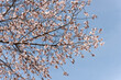 a glimpse upward at branches adorned with vibrant pink cherry blossoms