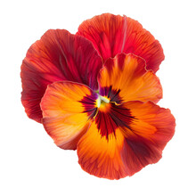 Pansies  Flower Isolated On A Transparent Background. PNG Cutout 