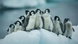 Closeup of a group of penguins huddled together on a shrinking iceberg as their once icy home is rapidly disappearing. .