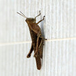 short-horned grasshopper (Abracris flavolineata) perching on the wall. square photo