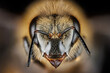 © Paul Tessier/Stocksy - Honey Bee Portrait