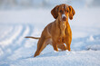 Female Hungarian Vizsla dog playing in the snow