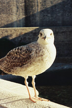 A Seagull Posing 