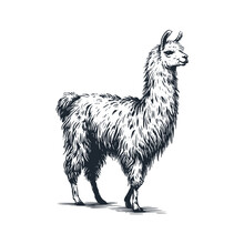 Thw Llama. Black White Vector Illustration.	