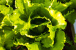 Lettuce with bright green leaves growing in sunlight in a greenhouse