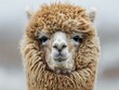 A close up of a llama with its face covered in fur. Generative AI.