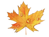 Fototapeta Miasta - One orange autumn maple leave