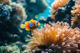 A photo of a fish and anemone .
