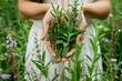 © crescent - A woman holds medicinal herbs in her hands. Selective focus. Nature. .
