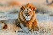 African lion, Etosha Park, Namibia. Big male African lion (Panthera leo) lying in the grass, Etosha National Park, Namibia, southern Africa