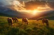 Mountain landscape. Grazing horses at sunset, .