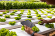 © Wavebreak Media - African American young male farmer checking lettuce using tablet in greenhouse