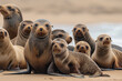 Group of Sea Lions on Sandy Beach