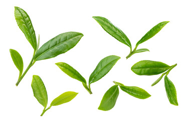 fresh Long Jing green tea buds isolated on white background.