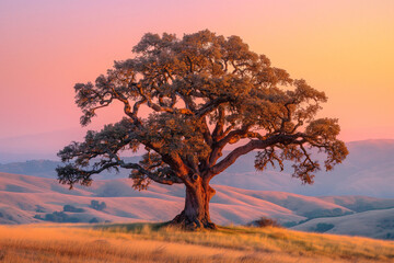 Wall Mural - Stunning Sunset Sky Over Oak Tree in Rolling Hills Landscape