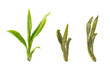 Compare the fresh Chinese Longjing tea leaves with the prepared ones.