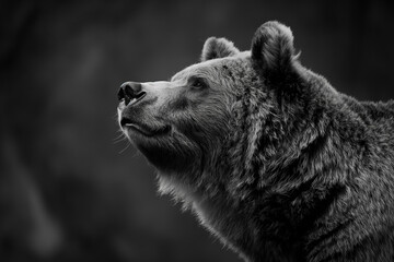 Wall Mural - A bear's profile is depicted in stunning monochrome, emphasizing the texture of its fur and the contemplative gaze directed skyward.