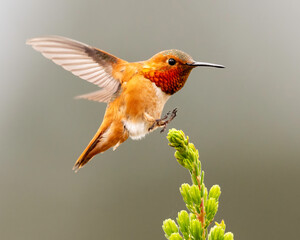 Wall Mural - Allen's Hummingbird (Selasphorus sasin), UCSC Arboretum, California 