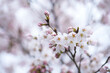Close-up shot of white and pink Sakura flowers on a branch, nature in Japan concept