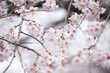Close-up shot of white and pink Sakura flowers on a branch, nature in Japan concept
