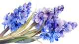 Fototapeta  - Watercolor hyacinth clipart featuring fragrant blooms in shades of purple and blue