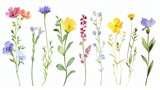 Fototapeta  - Watercolor wildflower clipart featuring a mix of colorful blooms and greenery