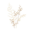 Aesthetic png dried flower illustration, transparent background