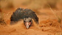 An Ostrich Burying Its Head In The Sand.