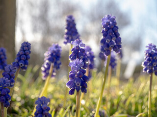 朝の公園で咲く青色のムスカリ