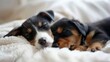 Two puppies sleeping soundly, curled up together on a fluffy white blanket.