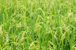 green rice field background close up beautiful yellow rice fields soft focus