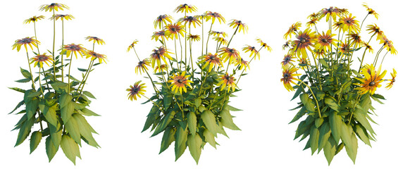 Wall Mural - Rudbeckia fulgida 2 4k png cutout transparent