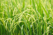 green rice field background close up beautiful yellow rice fields soft focus