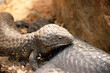 The Shingleback has a very large head, a very short blunt tail, short legs and large rough scales.