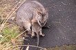 the tammar wallaby has a joey going into the pouch